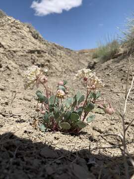 Image of clay sand verbena