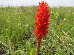 Image of Disa polygonoides Lindl.