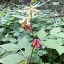 Image de Vicia oroboides Wulfen