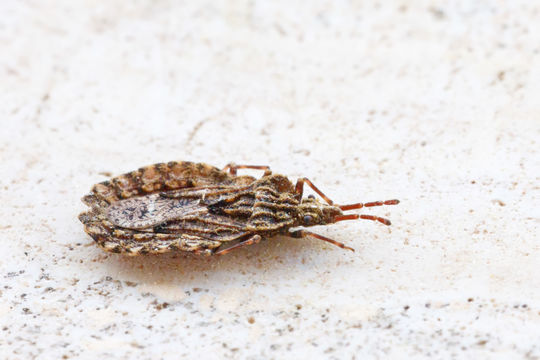 Image of <i>Aradus conspicuus</i> Herrich-Schaeffer 1835