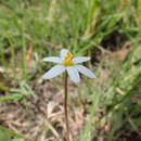 Image of Hypoxis parvula Baker