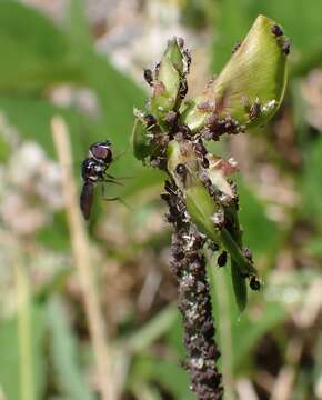 صورة Ocyptamus dimidiatus (Fabricius 1781)