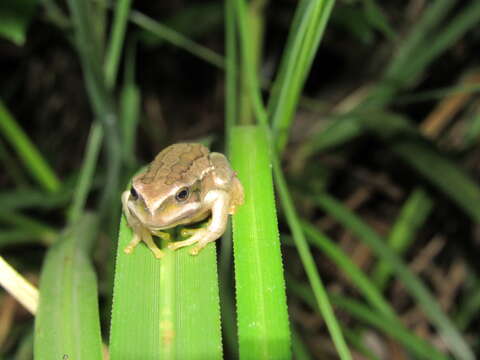 صورة Gastrotheca cuencana Carvajal-Endara, Coloma, Morales-Mite, Guayasamin, Székely & Duellman 2019