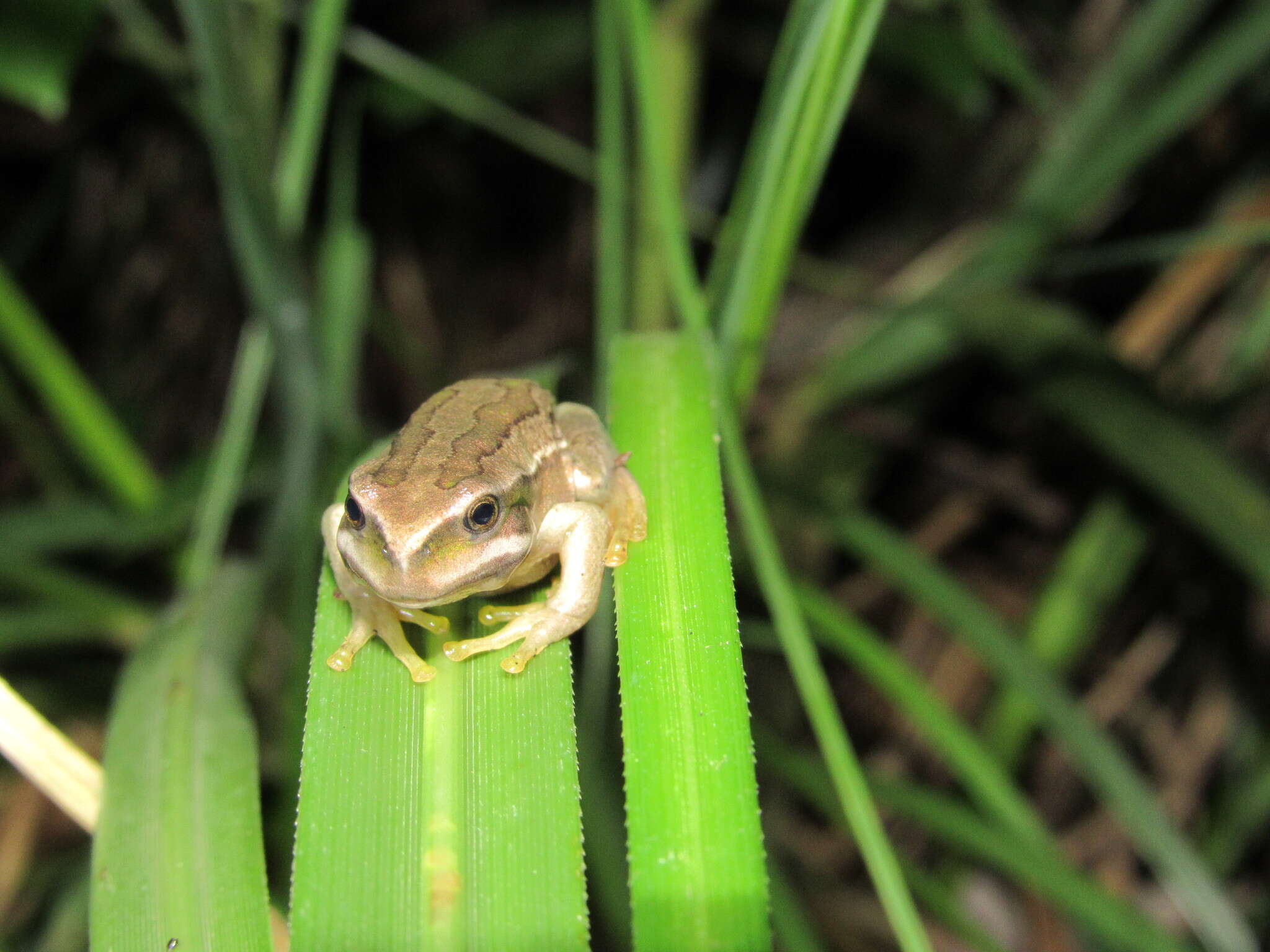 Image of Gastrotheca cuencana Carvajal-Endara, Coloma, Morales-Mite, Guayasamin, Székely & Duellman 2019