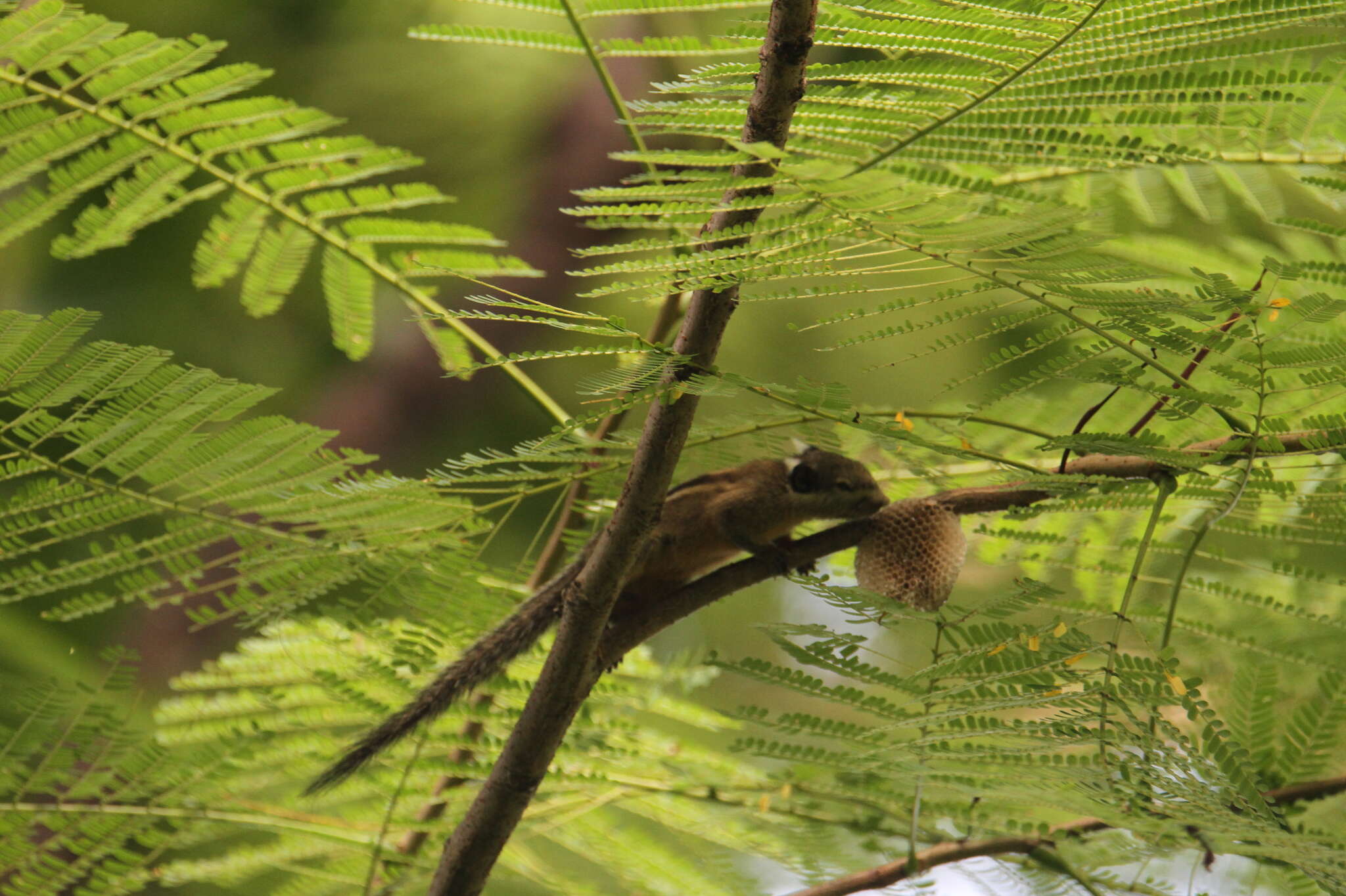 Image of Asiatic striped squirrel