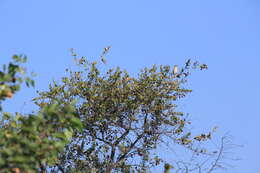 Imagem de Emberiza flaviventris Stephens 1815