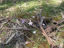 Imagem de Caladenia major (R. Br.) Rchb. fil.