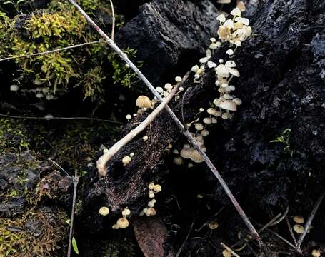 Phloeomana speirea (Fr.) Redhead 2013 resmi