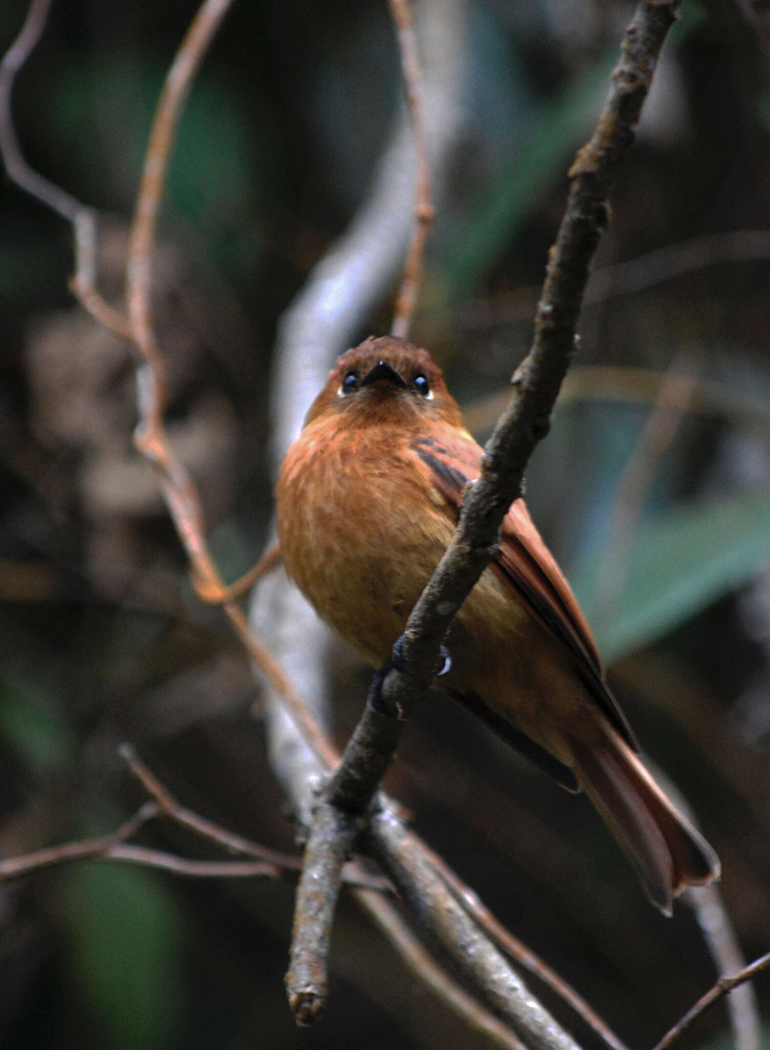 Image of Pyrrhomyias cinnamomeus assimilis (Allen & JA 1900)