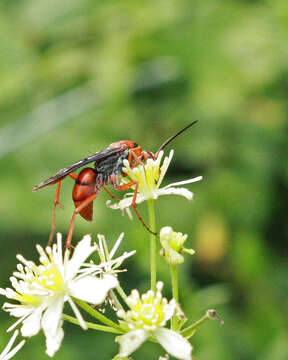 Image of Tachypompilus ferrugineus