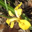 Sivun Iris minutoaurea Makino kuva