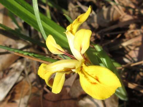 Image of Iris minutoaurea Makino