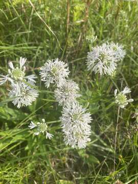 Image of Puffballs