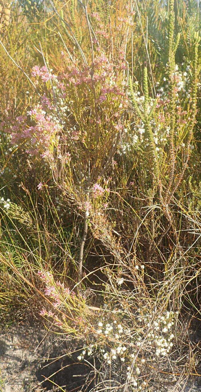 Plancia ëd Erica steinbergiana var. steinbergiana