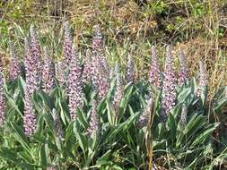 Imagem de Lupinus villosus Willd.