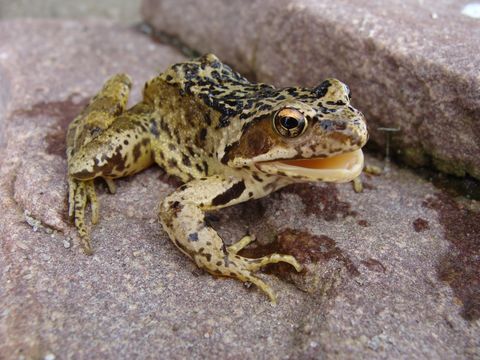 Image of Common frog