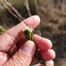 Plancia ëd Gnidia spicata (L. fil.) Gilg