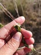 Image of Gnidia spicata (L. fil.) Gilg