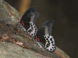 Image of Blue Mormon