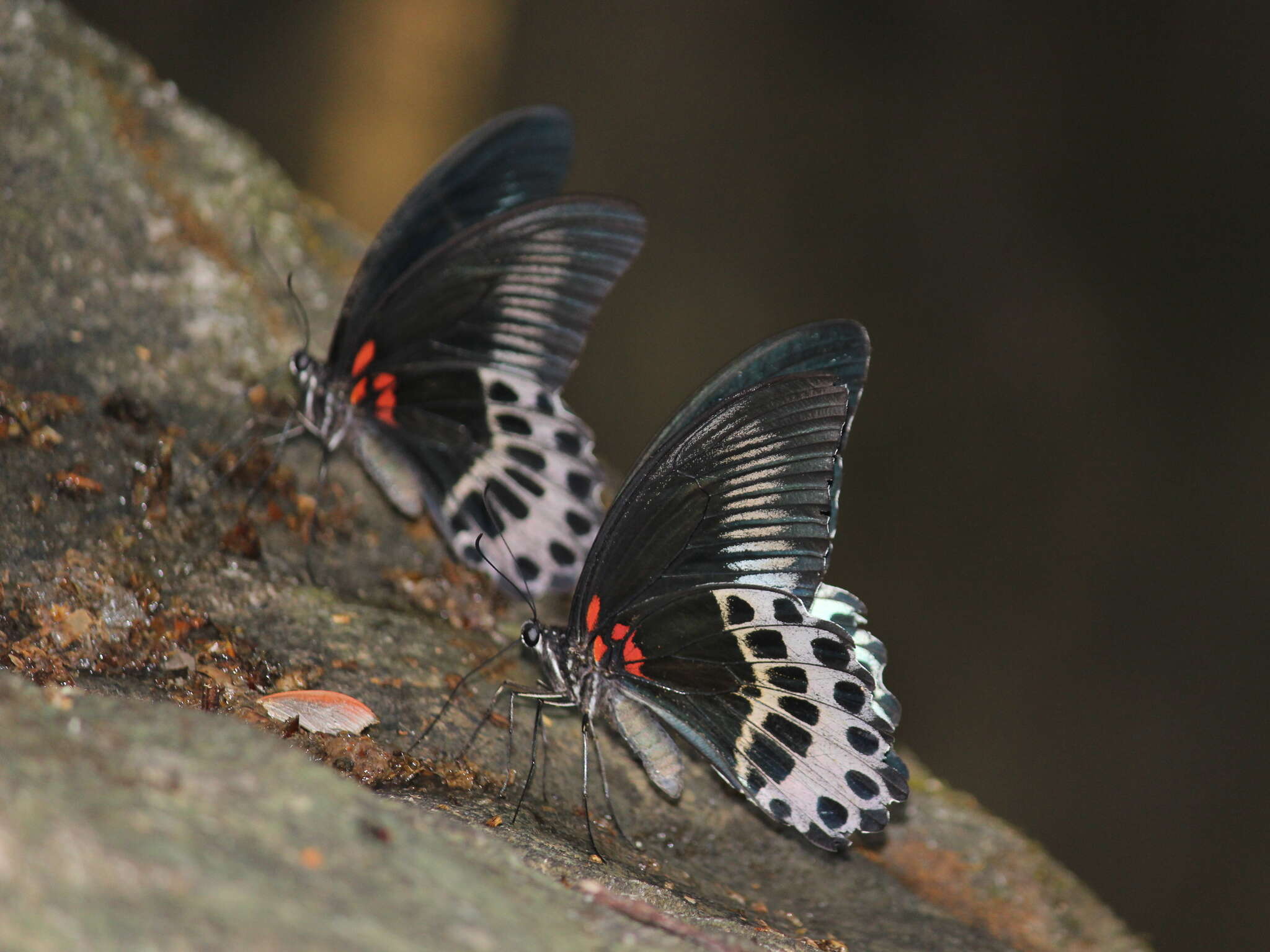 Image of Blue Mormon