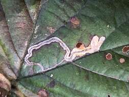 Image of Stigmella villosella (Clemens 1861) Newton et al. 1982