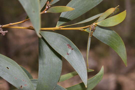 Acacia aulacocarpa A. Cunn. ex Benth. resmi