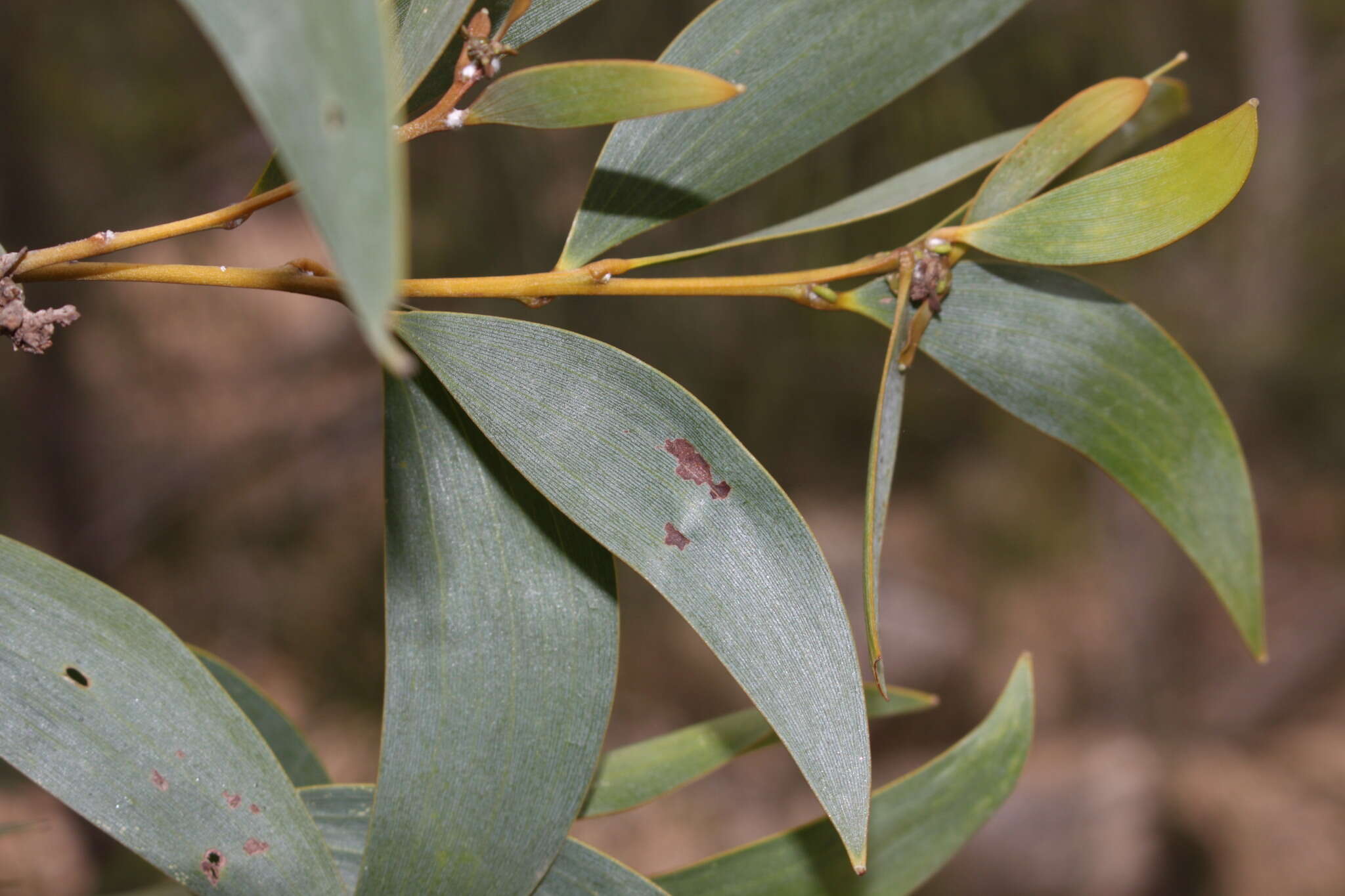 Sivun Acacia aulacocarpa A. Cunn. ex Benth. kuva