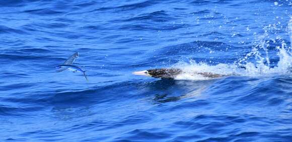 Image of Atlantic Flyingfish