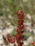 Image of Rumex lativalvis Meisn.