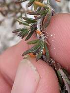 Imagem de Eriogonum ericifolium Torr. & Gray