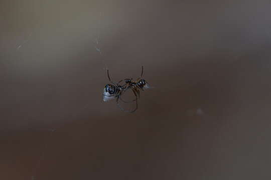 صورة Argyrodes antipodianus O. Pickard-Cambridge 1880