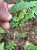 Image de Ribes rotundifolium Michx.