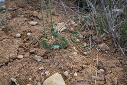 Image of Slender Sternbergia