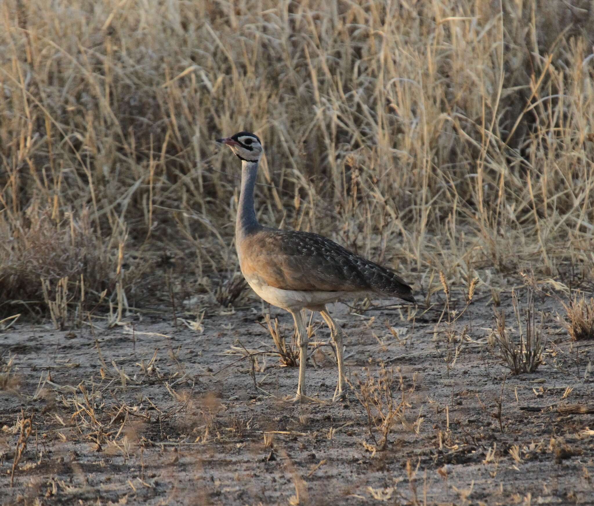 Imagem de Eupodotis senegalensis (Vieillot 1821)