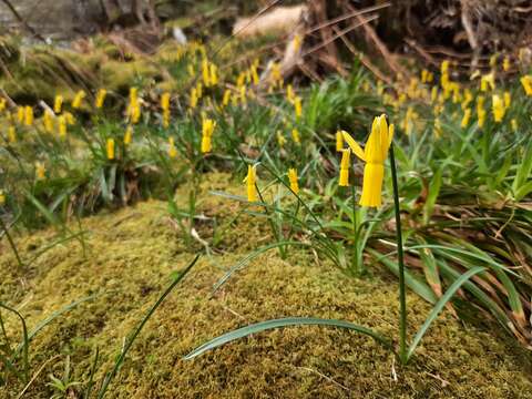 Narcissus cyclamineus DC. resmi