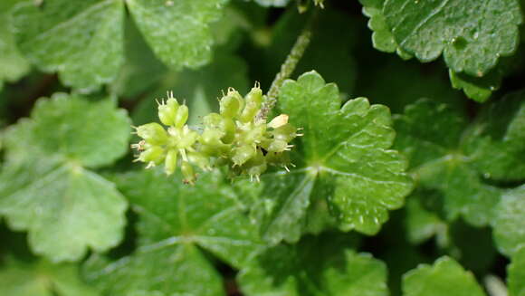 Image of Hydrocotyle setulosa Hayata