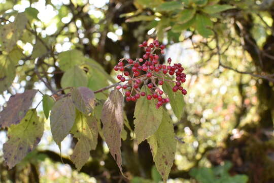 Image of Viburnum mullaha Buch.-Ham. ex D. Don