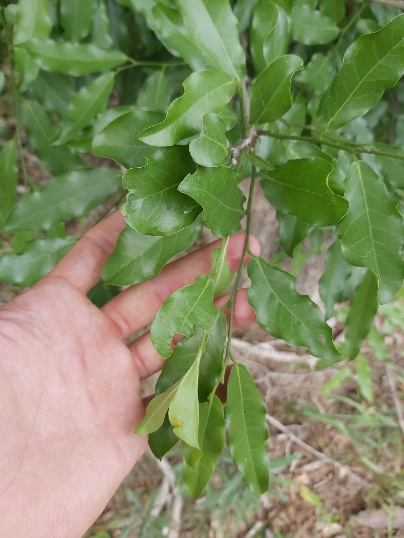 Image of Water ironplum