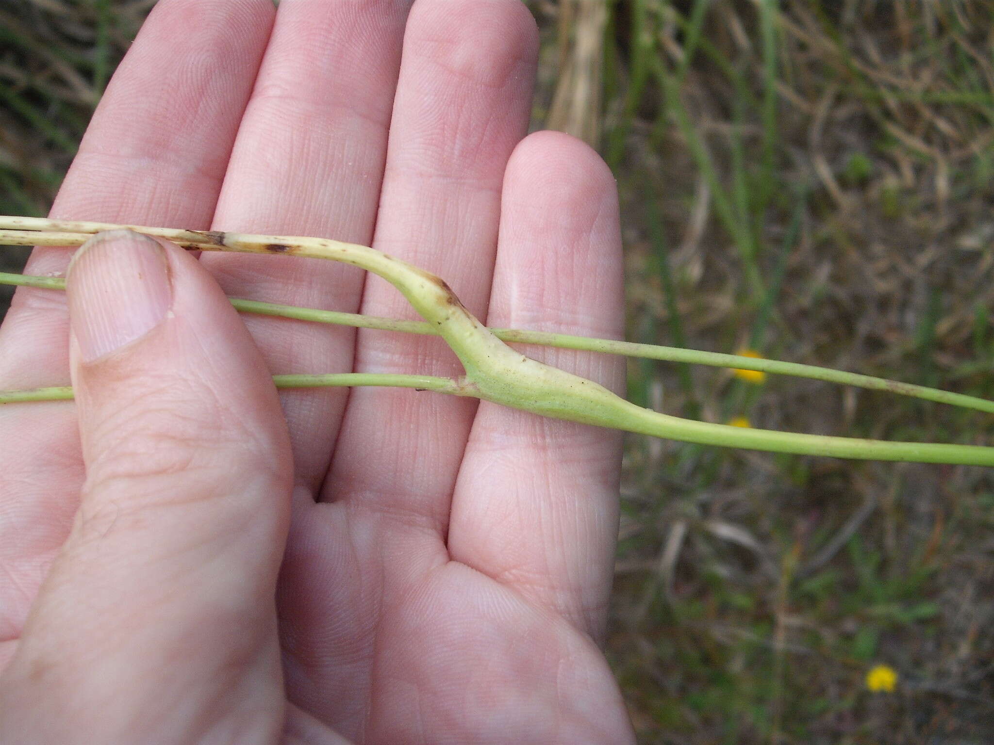 Image of Gall wasp