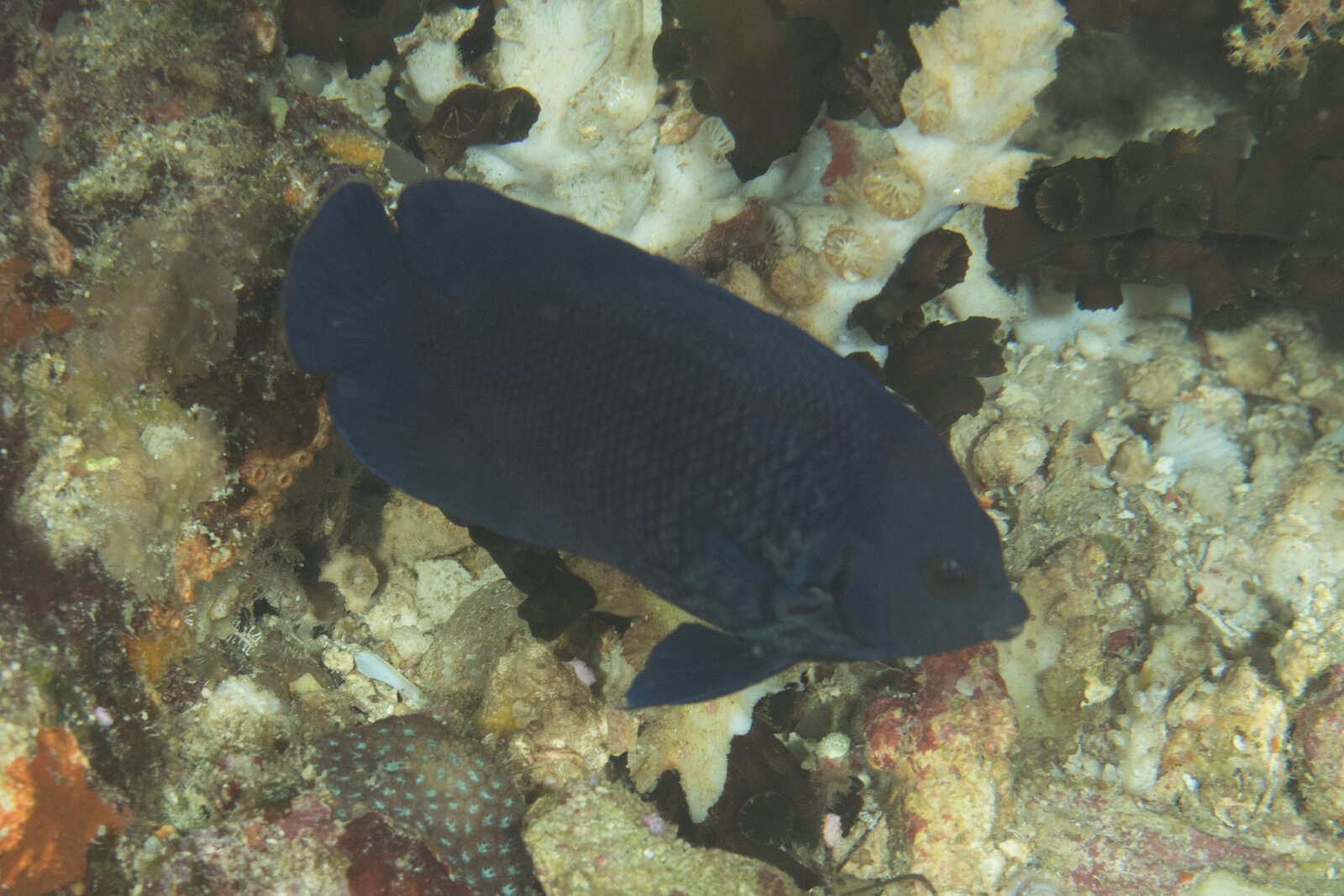 Image of Blue Velvet Angelfish