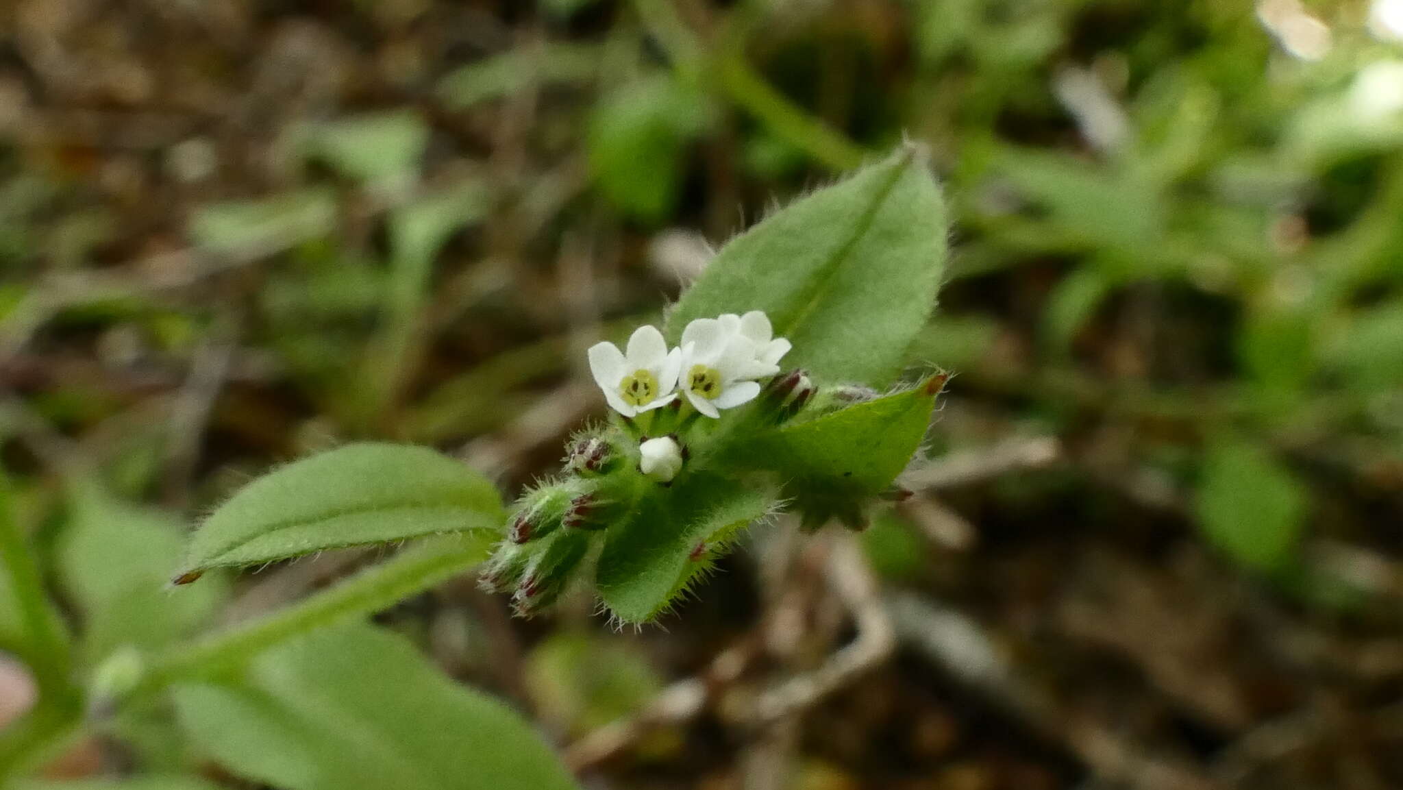 Image of Myosotis australis R. Br.