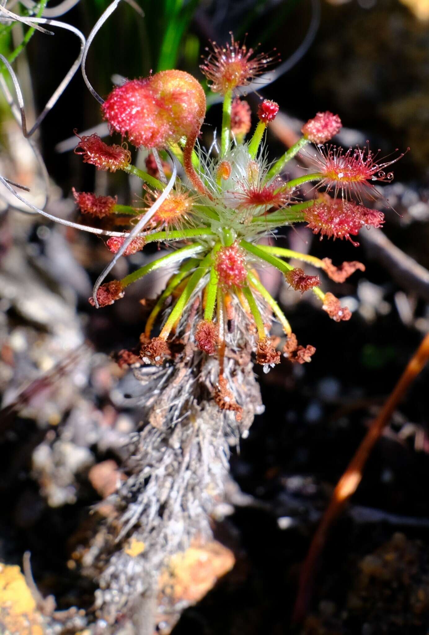 Image of Drosera barbigera Planch.