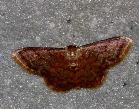 Image de Idaea impexa Butler 1879