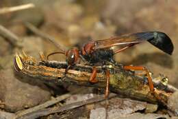 Image de Parapsammophila erythrocephala (Fabricius 1781)