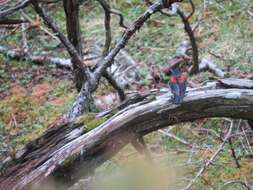 Image of Collared Bush Robin