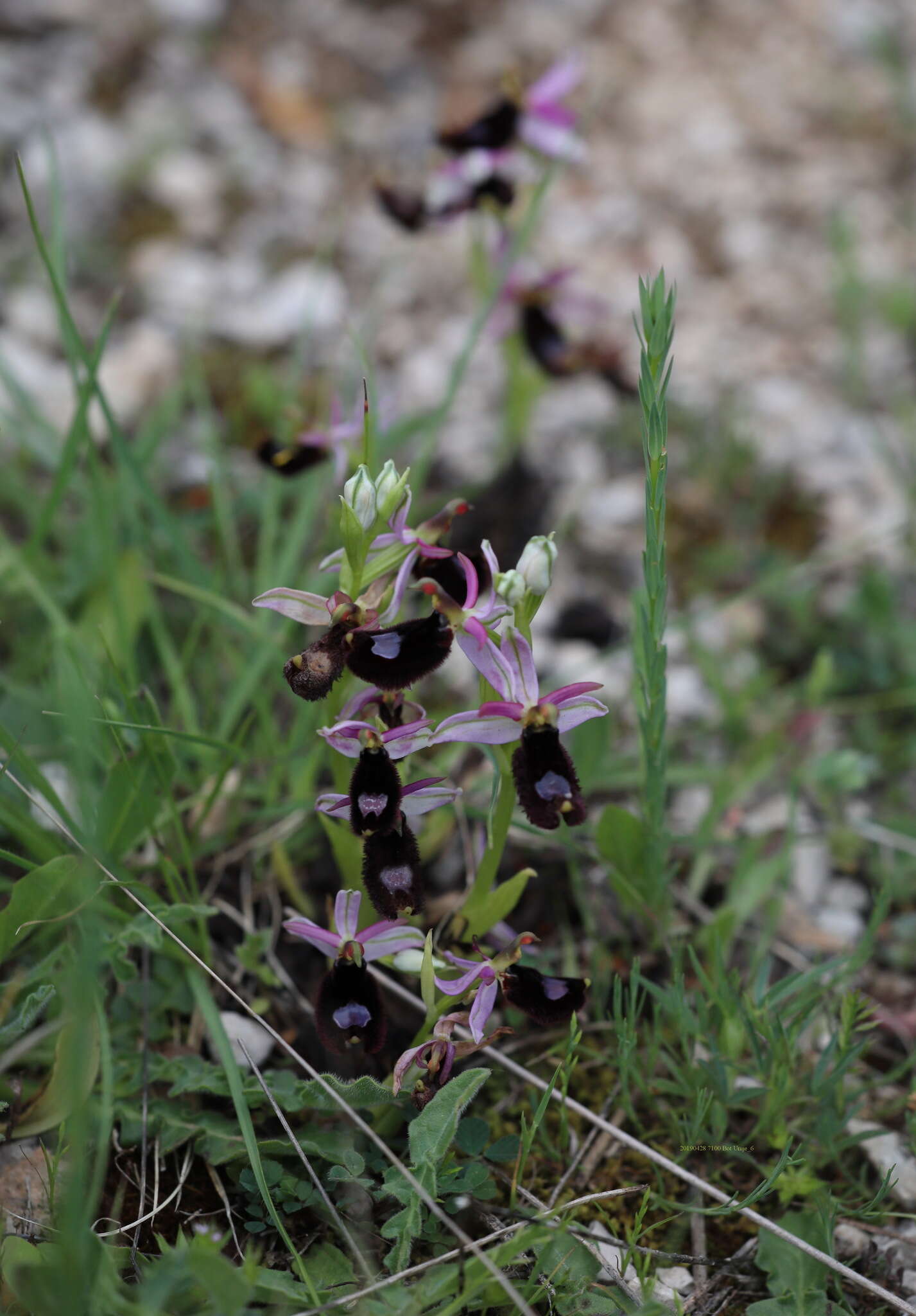 Слика од <i>Ophrys <i>bertolonii</i></i> subsp. bertolonii