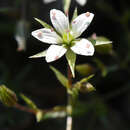 Plancia ëd Sabulina nuttallii var. gracilis (B. L. Rob.) Dillenb. & Kadereit