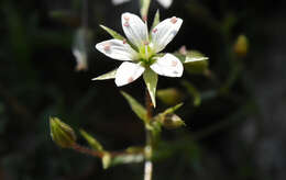 Image de Sabulina nuttallii var. gracilis (B. L. Rob.) Dillenb. & Kadereit