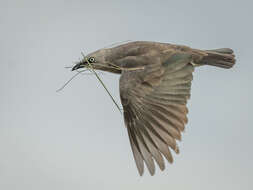 صورة Lamprotornis fischeri (Reichenow 1884)