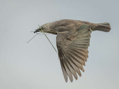 Image of Fischer's Starling